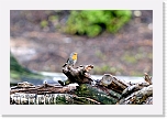 punarinta Erithacus rubecula 3280 * 1000 x 667 * (132KB)